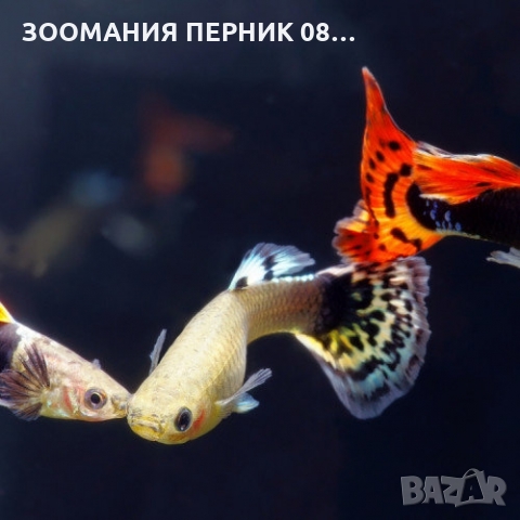 Декоративни рибки - Риби Гупа - ЛИЧНО ПЕРНИК, снимка 3 - Рибки - 36062544