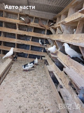 Продавам пазарджишки  високолетци, снимка 16 - Гълъби - 39956489