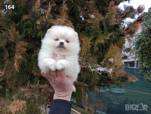 Померан. Реални снимки от днес !, снимка 2 - Померан - 53432960