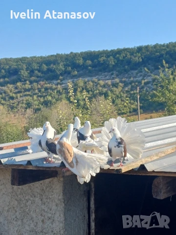Фенерлии, снимка 10 - Гълъби - 50673891
