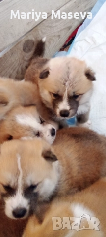 Малки кученца Акита , снимка 3 - Акита - 52366964