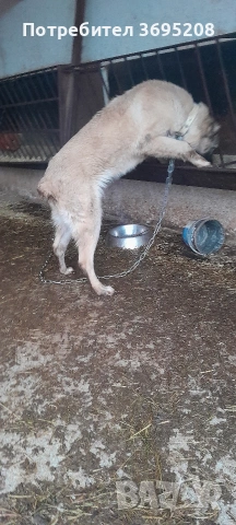 продавам куче на 4 месеца , снимка 6 - Други - 53406781