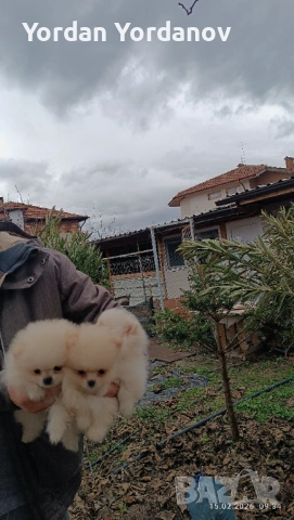 Померанчета , снимка 3 - Померан - 53490849