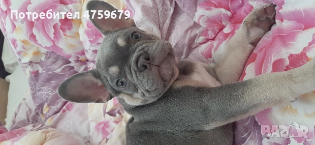 Френски булдог, снимка 6 - Френски булдог - 53830672