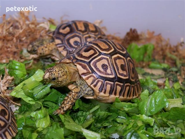 Леопардова Сухоземна Костенурка, снимка 7 - Костенурки - 45325608