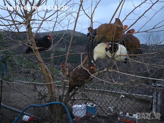 ярки ,кокошки