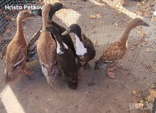 Продавам 5 Патици и 2 Патора Индийски Бегачи , снимка 2 - Патици и гъски - 52423793