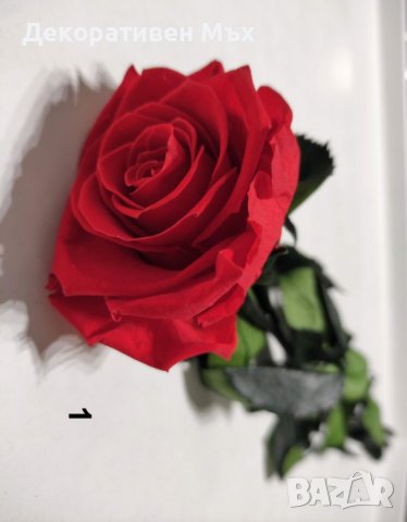 Естествени стабилизирани рози и цвят роза-за дома, подарък, декорация с мъх, снимка 8 - Декорация за дома - 31836873