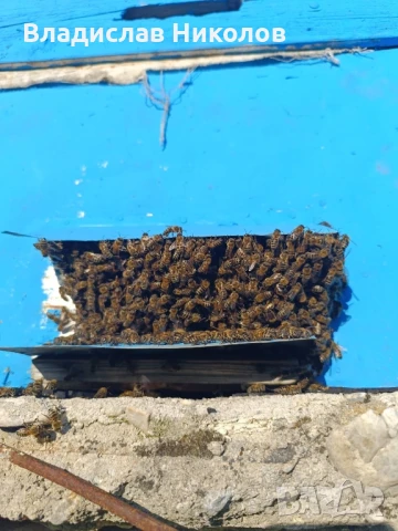 ЕвоРой - примамка за пчелни рояци, снимка 11 - За пчели - 45206919