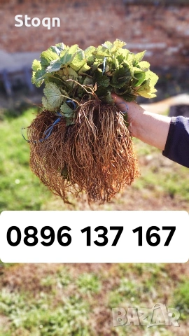 ягодов разсад 