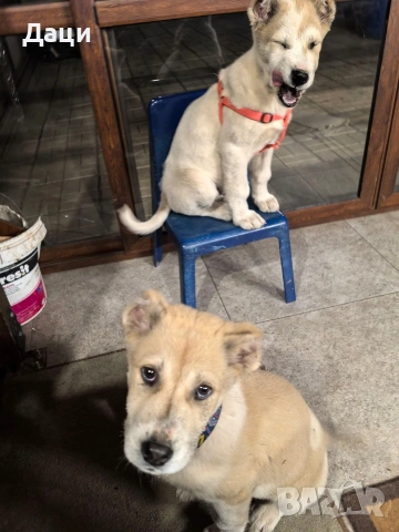 Алабай, снимка 4 - Алабай - 53130493