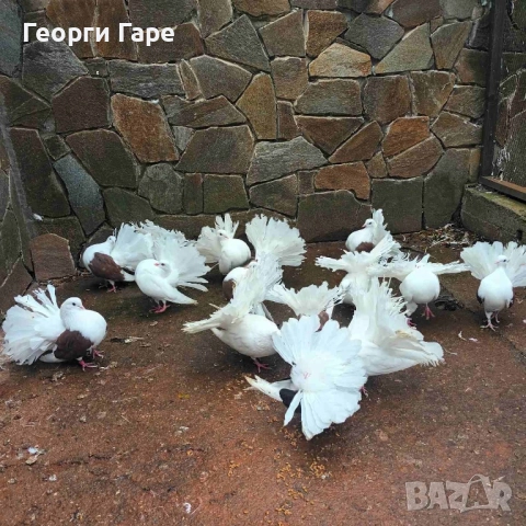 Продавам фенерлии, снимка 3 - Гълъби - 52187577