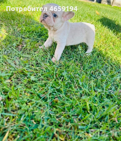 Френски Булдог, снимка 2 - Френски булдог - 52517082