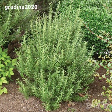 Розмарин – Разсад , снимка 2 - Разсади - 51410647