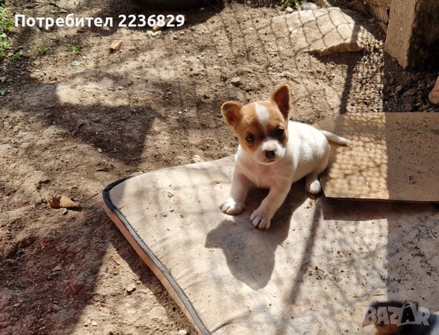 Джак-Ръсел Териер 