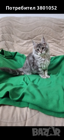 Продавам котета , снимка 2 - Мейн кун - 52669398