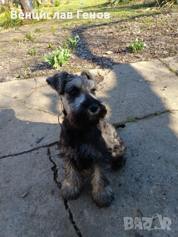 Цверг шнауцер, цвергшнауцер мини шнауцер