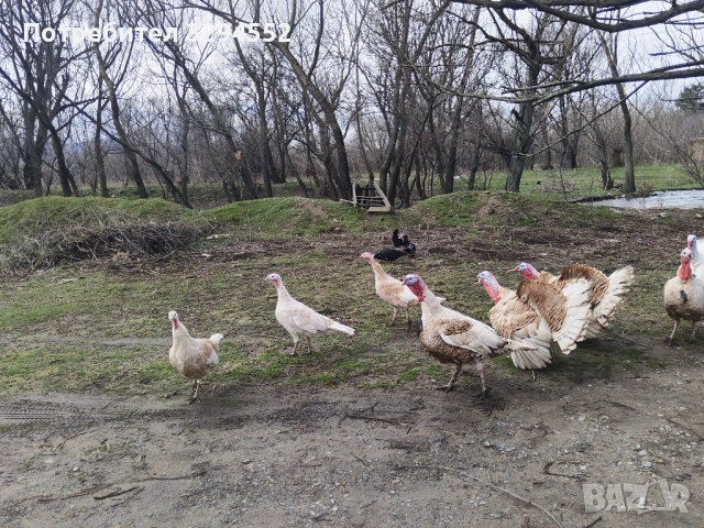 Пуйки и Пуяци , снимка 7 - Кокошки и пуйки - 53632545