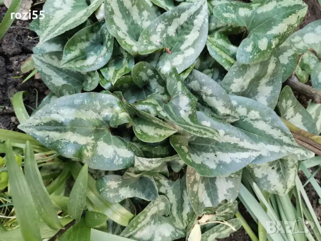 Азарум. Градински студоустойчив., снимка 1