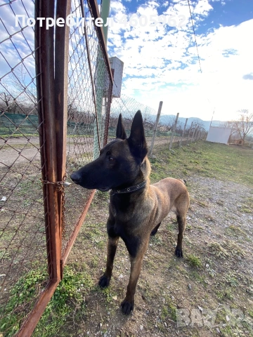 Белгийска овчарка за разплод/ Белгийска овчарка си търси приятелка