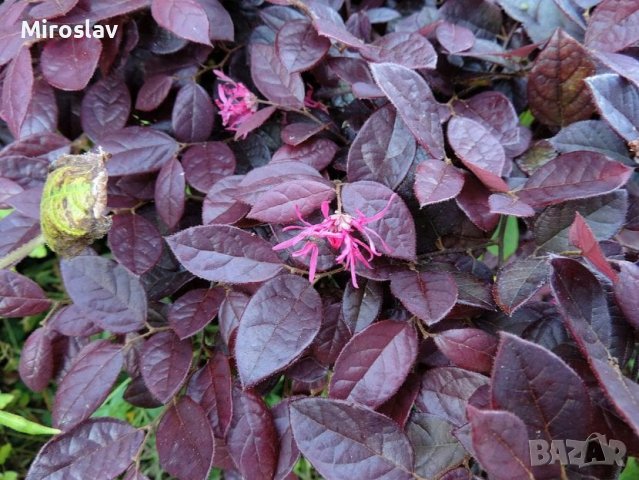 Лоропеталум/Loropetalum, снимка 6 - Градински цветя и растения - 40345855