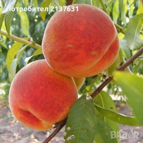 ДРЪВЧЕТА  ОРЕХ ПЕКАН  , ПРАСКОВА сорт ХАЛЕ и КАЙСИЯ едра сорт ФАРБАЛИ и СИЛИСТРЕНСКА КОМПОТНА , снимка 3 - Градински цветя и растения - 49554979