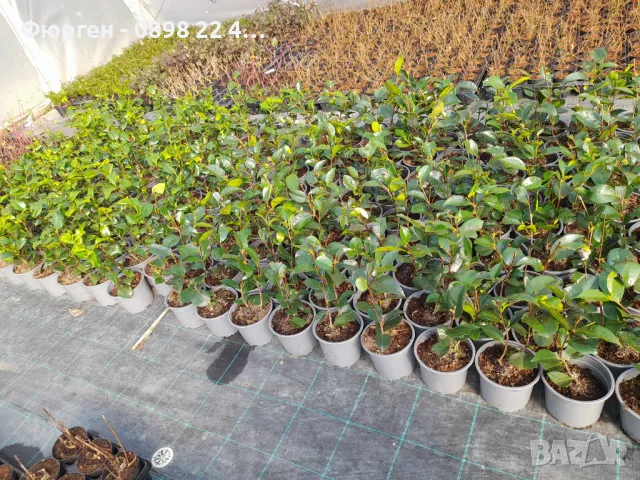 Камелия -Студоустойчива ,кичеста и вечнозелена Наличнични 2 цвята, снимка 4 - Разсади - 49499360