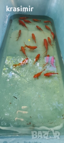 Езерни рибки комети, снимка 3 - Рибки - 51955813