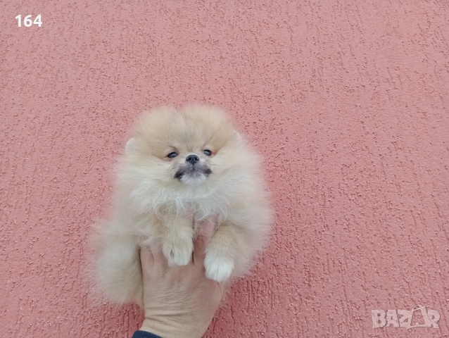 Мъжки Померан на 3 месеца. Реални снимки от 02.02.26 г., снимка 6 - Померан - 53324476