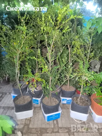 Продавам дървовидни чемшири 