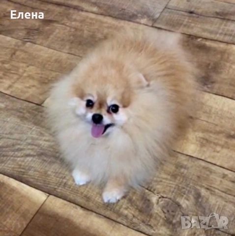 Померанчета, снимка 12 - Померан - 52631209