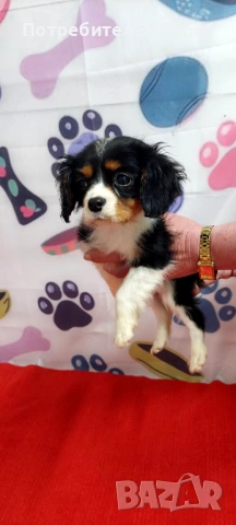 Кавалер кинг чарлз шпаньол , снимка 2 - Кавалер кинг чарлз шпаньол - 53398733