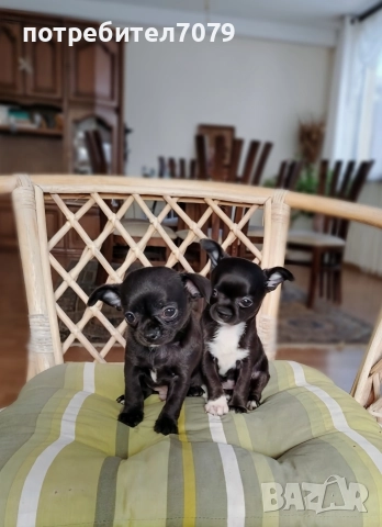 Чихуахуа , снимка 2 - Чихуахуа - 52947267