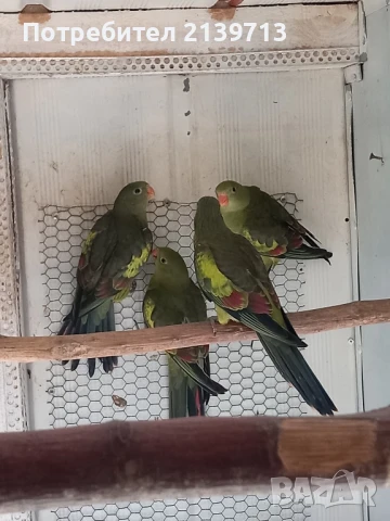 Продавам млади Планински папагали 