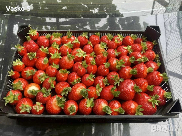 🍓🌱 Разсад ягоди и малини – подбрани сортове  Зимаме поръчки и неделя и събота     🍓 ЯГОДИ: 0.30€ , снимка 9 - Секции и витрини - 53566134
