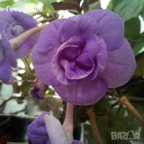 ахименес ризоми комплект 