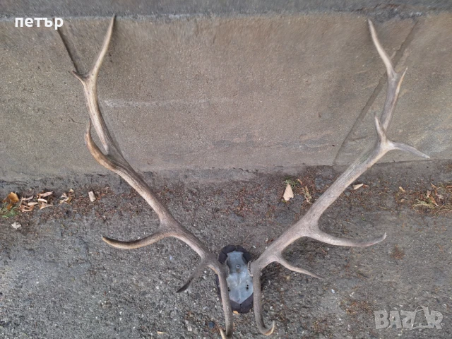 Рога от елен, снимка 6 - Декорация за дома - 51394390