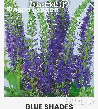 СЕМЕНА - Цветя двугодишни и многогодишни, снимка 2 - Сортови семена и луковици - 47504913