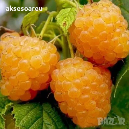 20 качествени Семена от Британска Есенна Златна Малина Златни наситени Сладки Малини плодове , снимка 15 - Сортови семена и луковици - 50222806