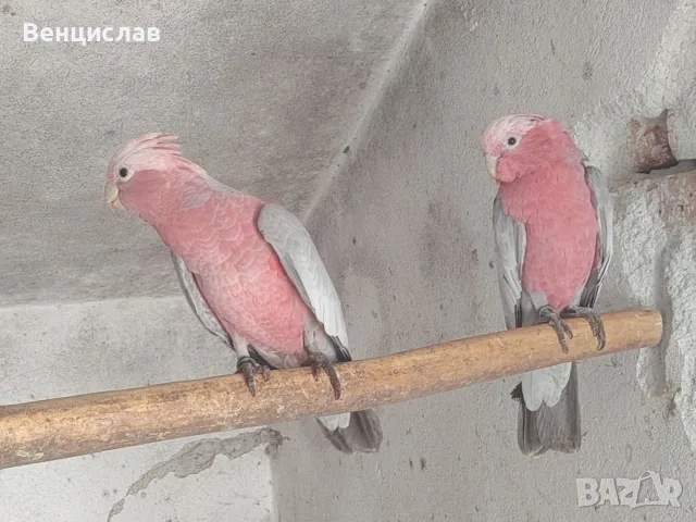 какаду и синьочела амазона, снимка 2 - Папагали - 56113468