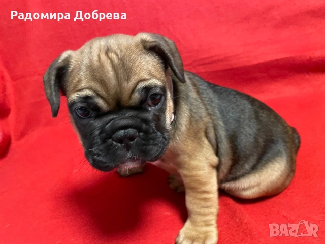 Френски булдог, снимка 6 - Френски булдог - 53711301