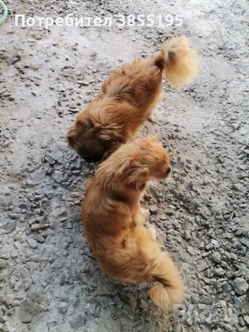 продам малки пекинезчета, снимка 6 - Пекинез - 52597290