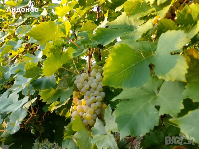 Грозде Мускат отонел, снимка 1