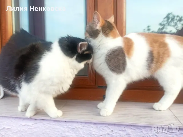 Подарават се две котенца Джиджи и Джули, снимка 3 - Други - 49935123
