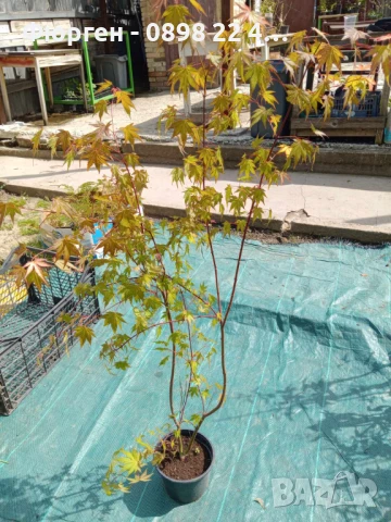 АЦЕР - Японски клен -   Налични 5 вида Студоустойчиви, снимка 8 - Разсади - 34223583