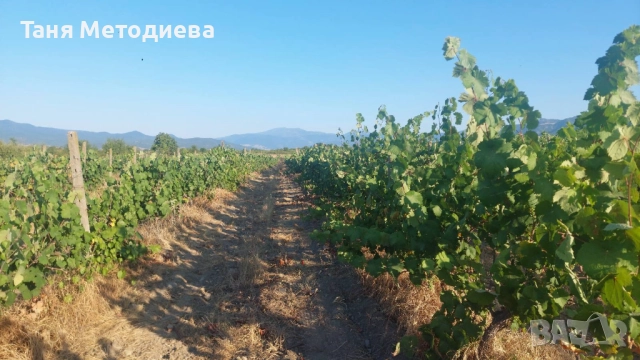 Лозе Червен Карловски Мискет – 2×7.174 дка, плододаващо, 21 реда × 200 м, до кв. Анево – Сопот, снимка 3 - Земеделска земя - 52501810