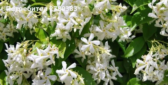 Вечнозелен жасмин 