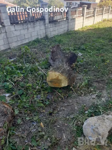 Черница за дървен материал