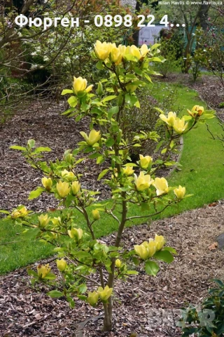 Жълта Магнолия - Златна мечта Студоустойчива, снимка 2 - Разсади - 50794528