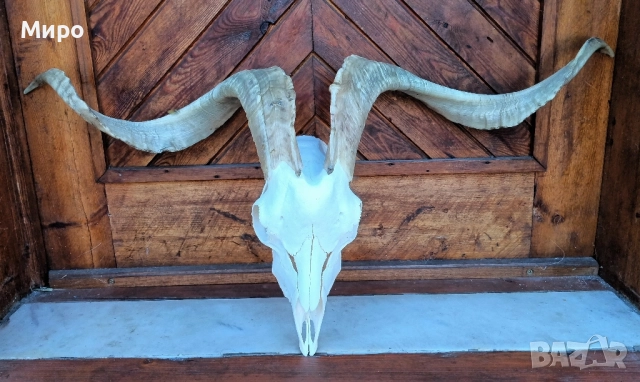 Череп от пръч. Козел, снимка 2 - Декорация за дома - 51275694